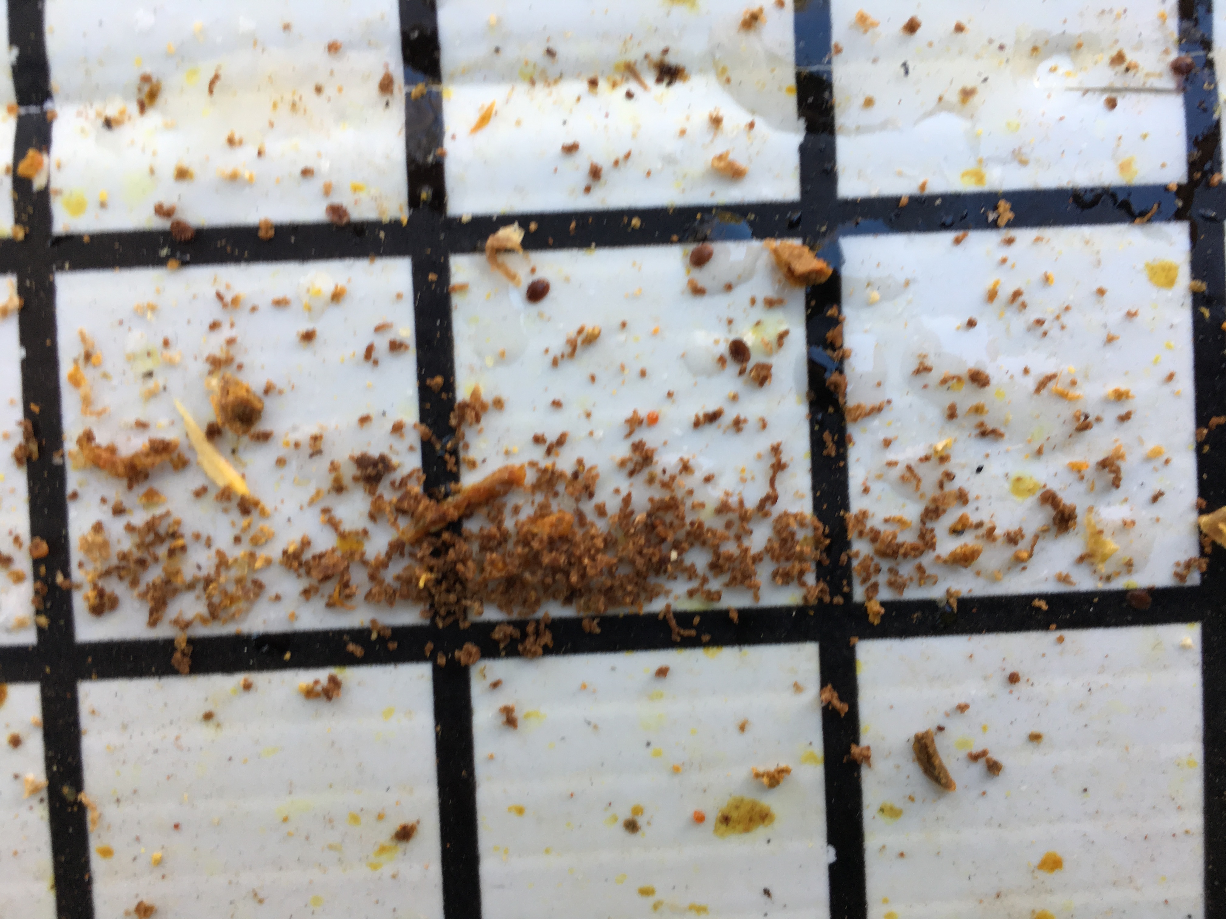 Wax moth Feces Page 2 Beesource Beekeeping Forums