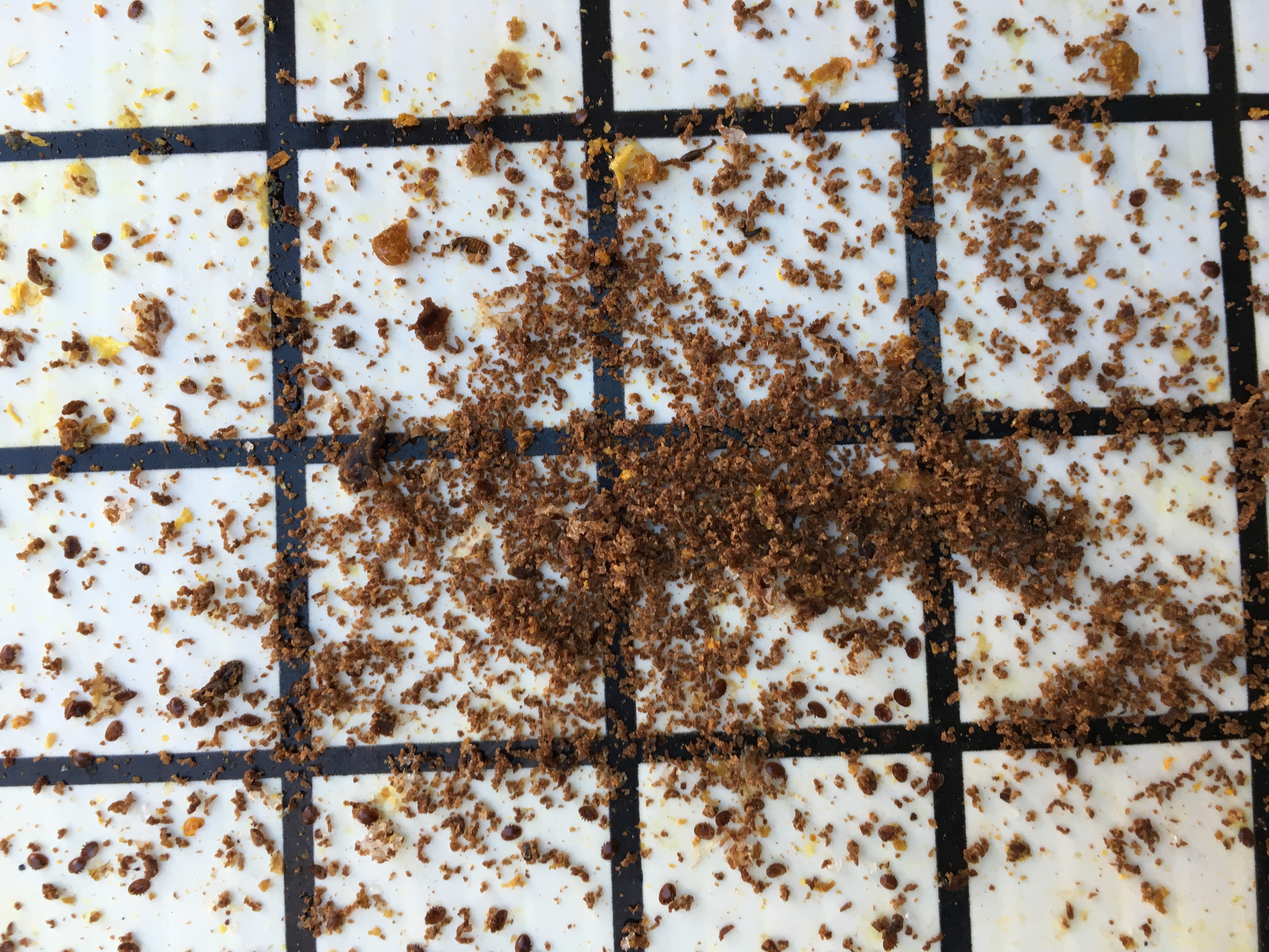 Wax moth Feces Page 2 Beesource Beekeeping Forums